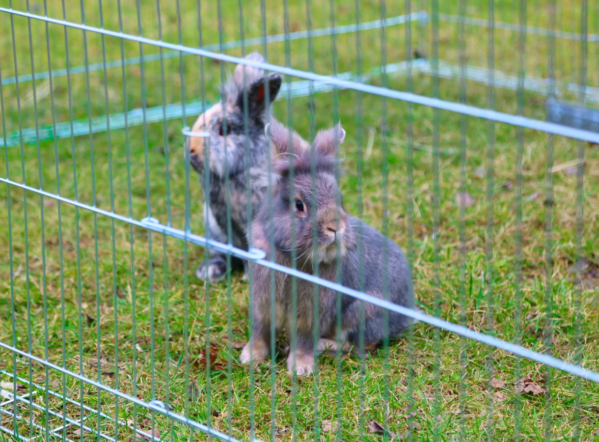 Rozšíření k výběhu 51000 KERBL – detail dvířek