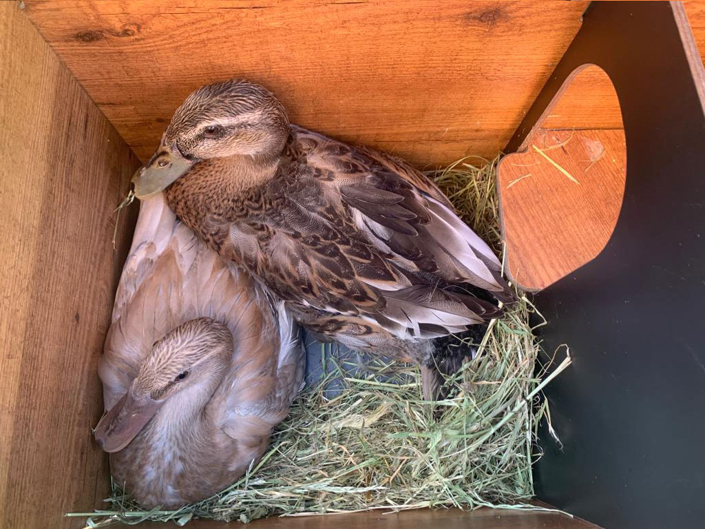 Kachník DUCKY S - celkový pohled