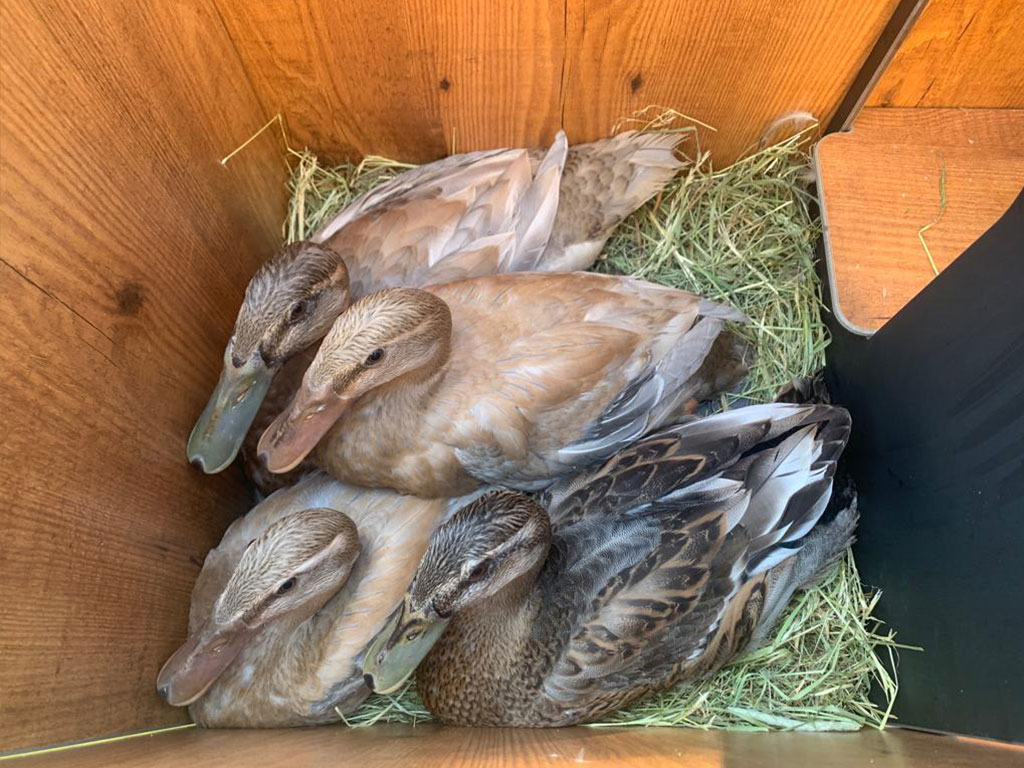 Kachník DUCKY M - celkový pohled