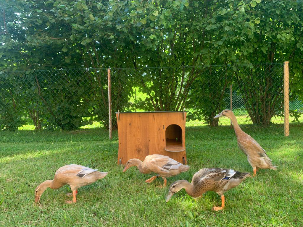 Kachník DUCKY M - rozměry a proporce