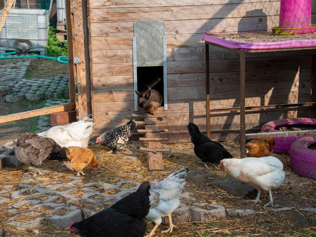 Automatická dvířka JOSTechnik HK-Bat 23x34 D - boční pohled