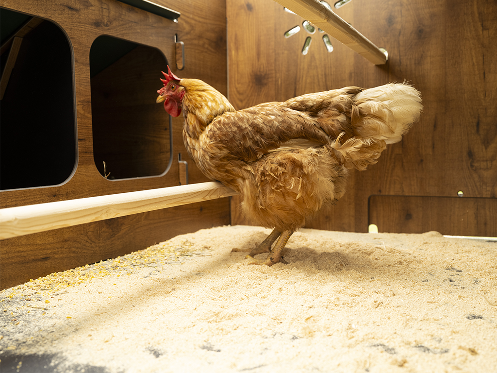 Vybavení kurníku Polly Duplex 4XL – kukaně a dvířka