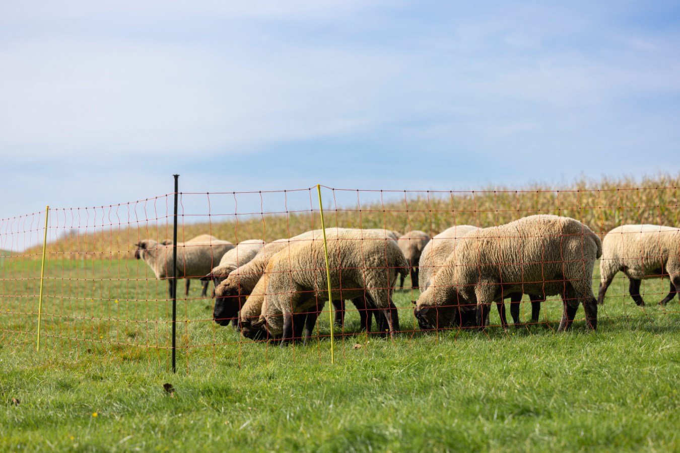 Podpěrný sloupek k síti pro drůbež