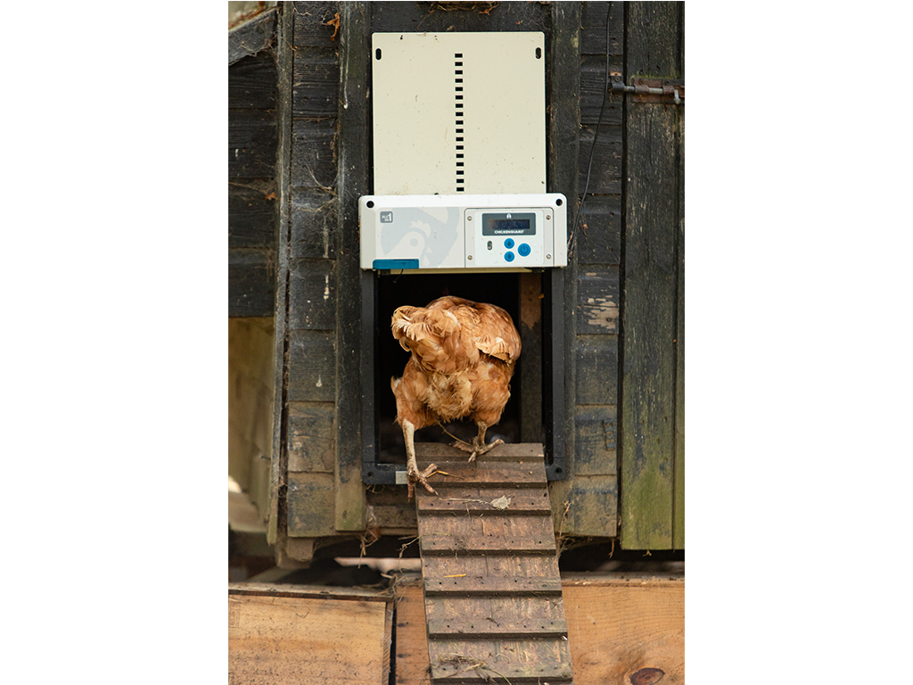 ChickenGuard ALL IN ONE – modul s displejem